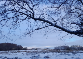 View across the Broad along the Acle walking route