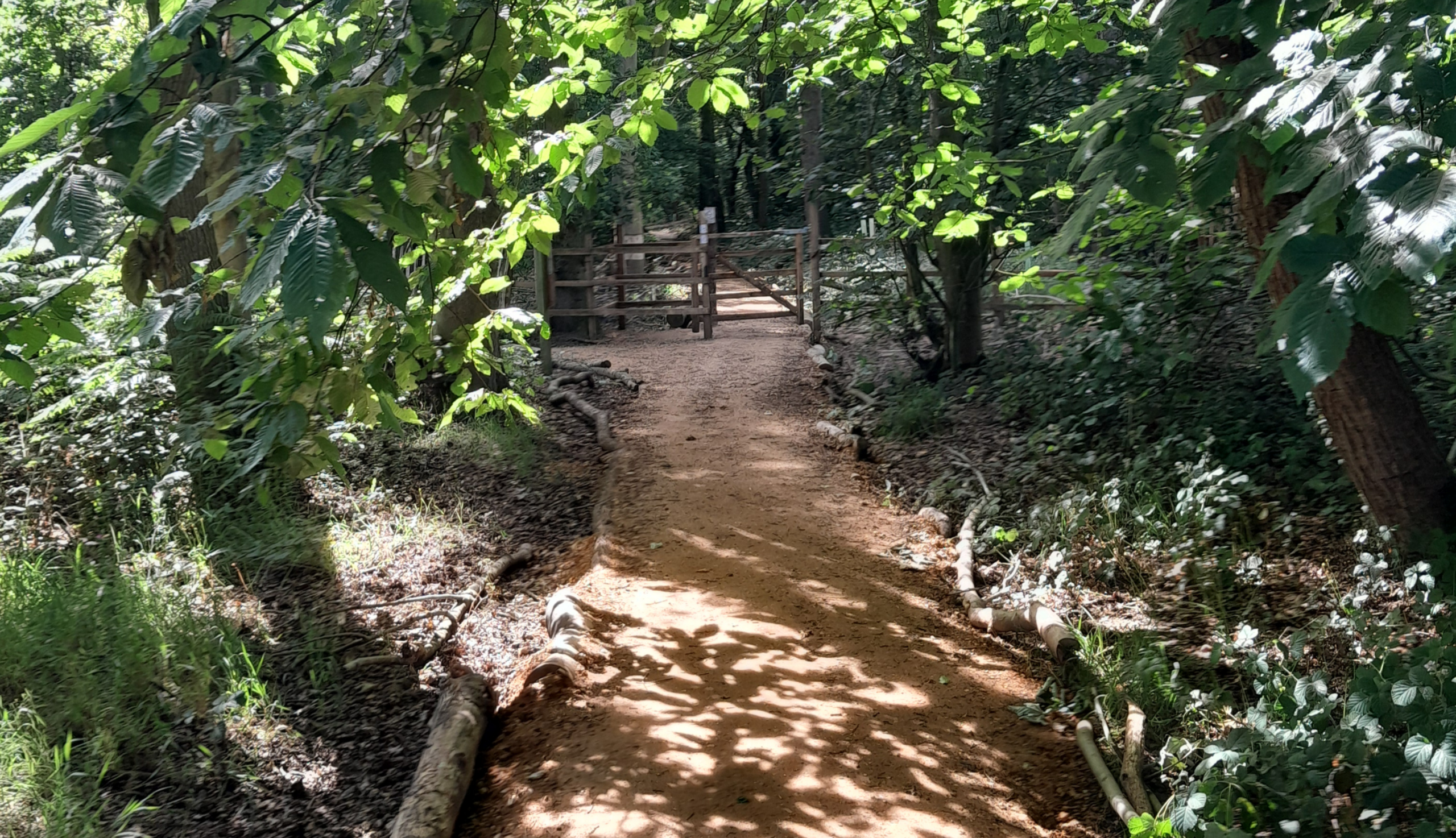 Buckenham Woods Walk